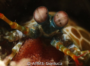 mantis shrimp whit eggs by Afflitti Gianluca 